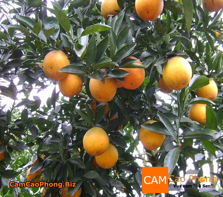 Cây cam v2 có đậu quả tại Cao Phong