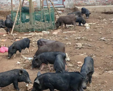 Thuốc sát trùng và vấn đề phòng bệnh tiêu chảy cho lợn mán con