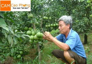 Vườn cam Cao Phong bà Sen 