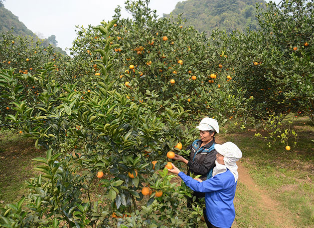 vườn cam V2 trĩu quả tại thị trấn Cao Phong