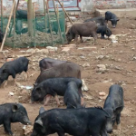 Thuốc sát trùng và vấn đề phòng bệnh tiêu chảy cho lợn mán con
