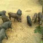 Hướng dẫn phòng bệnh dịch tả lợn mán