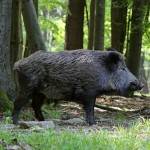 Tiềm năng của các axit hữu cơ trong khẩu phần thức ăn cho lợn mán