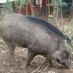 hướng dẫn phòng và điều trị bênh ghẻ ở lợn mán